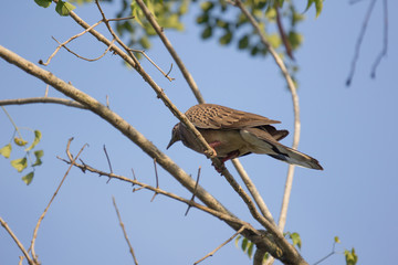 Pigeon sitting on tree branch