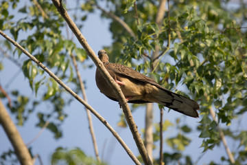 Naklejka premium Pigeon sitting on tree branch