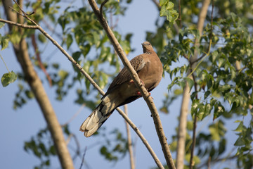 Pigeon sitting on tree branch