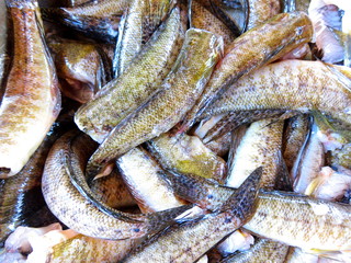 Prepared for cooking cleaned from scales and gutted raw carcass of Gobius sobitis (goby fish). Top view. Closeup. Texture (background) of raw goby fish