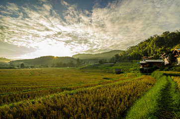 rice terrace after harvest at the northern of Thailand