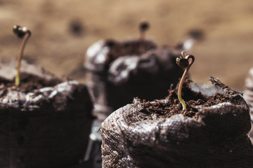 Marijuana Seedlings