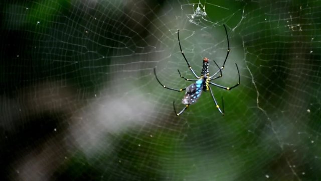 Forest spider (Nephila maculate) eating butterfly. Copy space