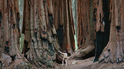 Giant Sequoias at Sequoia National Park 