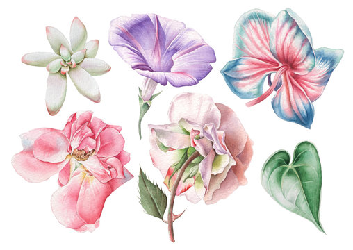 Set with watercolor flowers. Rose. Petunia. Orchid. Succulent. Hand drawn.