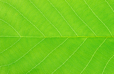 close up on green leaf texture background