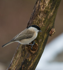 Fototapeta premium Wildlife photo - willow tit on old wood with snow in winter, Slovakia forest, Europe