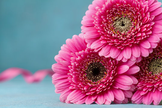Fototapeta Beautiful pink gerbera flowers on turquoise table. Greeting card for Birthday, Woman or Mothers Day.