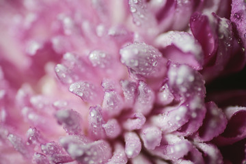 Water drop on pink petals. Macro shot with shallow depth of field.