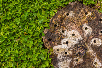 snag with clover at the summer