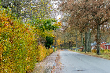 Fototapeta na wymiar Autumn Danish road in November in Viborg, Denmark
