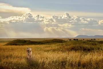 Lion in African savannah at sunset. Tanzania.