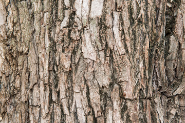 bark background brown nature