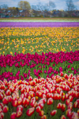 pink, red and orange tulip field in North Holland