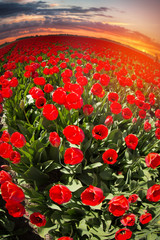 Fototapeta na wymiar red tulips in the netherlands