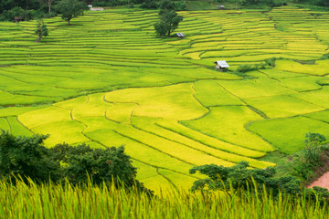 Green Terraced Rice Field in Nan, Thailand.