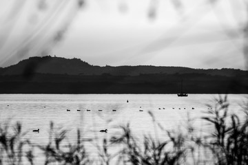 A lake view with boat and birds on water, and out of focus plants framing the image