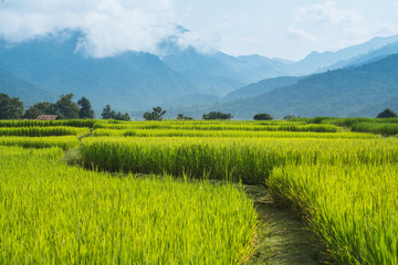 Rice Field way on green field background