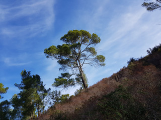 Alberi di pino