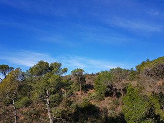 Fototapeta na wymiar Paesaggio con pini