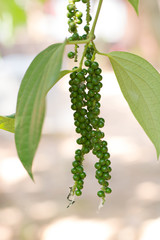 Green peppercorns
