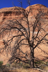Dead tree in Arches National Park in Utah in the USA
