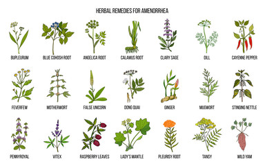 Best herbal remedies to treat amenorrhea