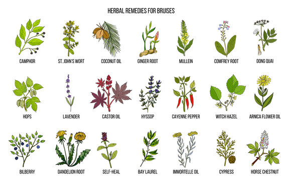 Best herbal remedies to treat bruises