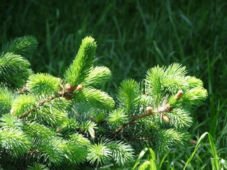 The tender green of the young pine needles