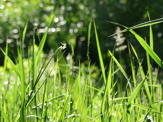 Greenstalk