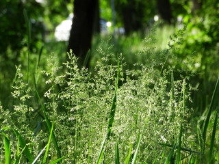 Juicy spring grass