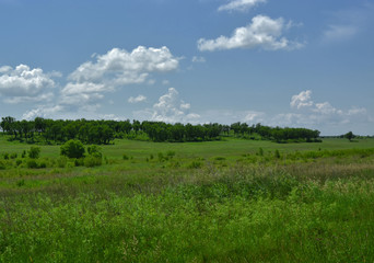 Fototapeta premium Green spaces under a blue sky.