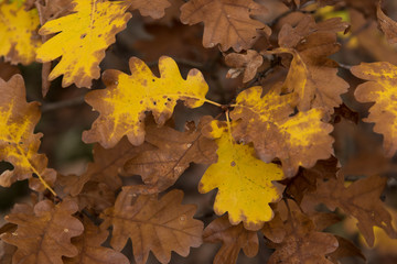 Autumn Leaves Background, texture