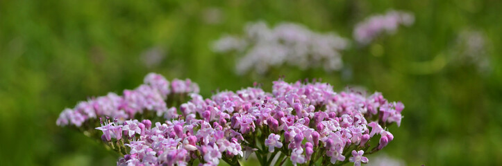 Valeriana officinalis (Valeriana officinalis L.), widely used as a medicine.