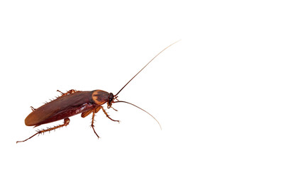 Closeup Cockroach on White Background, Clipping Path