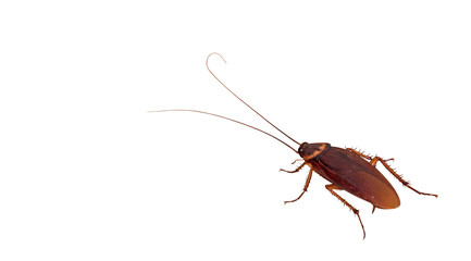 Closeup Cockroach on White Background, Clipping Path