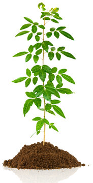  jeune arbuste, schinus terebinthifolius sur motte de terre, fond blanc 