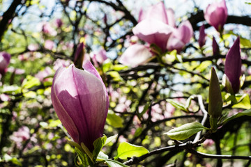 Obraz na płótnie Canvas blooming magnolia flowers