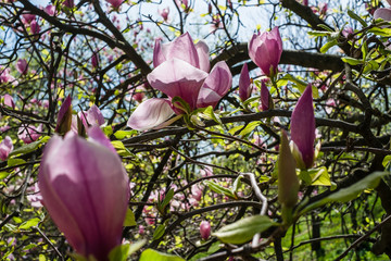 blooming magnolia flowers