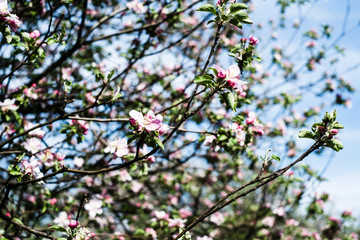 Blooming apple tree