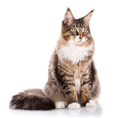 Portrait of Maine Coon cat, sitting in front of white background