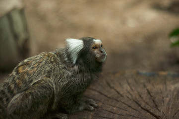 Naklejka premium Cotton-top Tamarin Monkey on a Natural Jungle Background