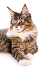 Fototapeta premium Cat portrait, Maine coon