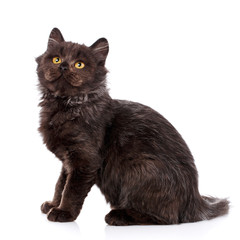 Cat, pet, and cute concept - black cat with yellow eyes on a white background.