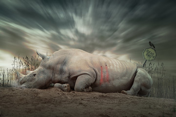 Obraz premium Zabity nosorożec