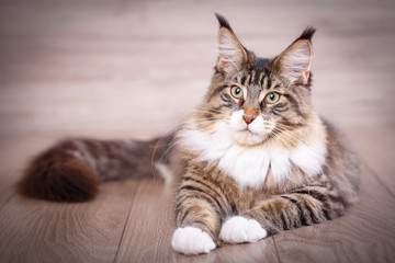 Maine coon cat on wooden floor in bedroom. background with copy space.