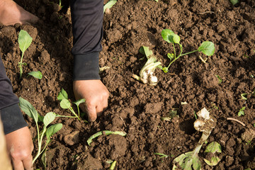 Hands of a woman planting vegetable in garden, Movement of hand planting