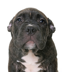 puppy american staffordshire terrier