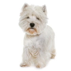 west highland white terrier