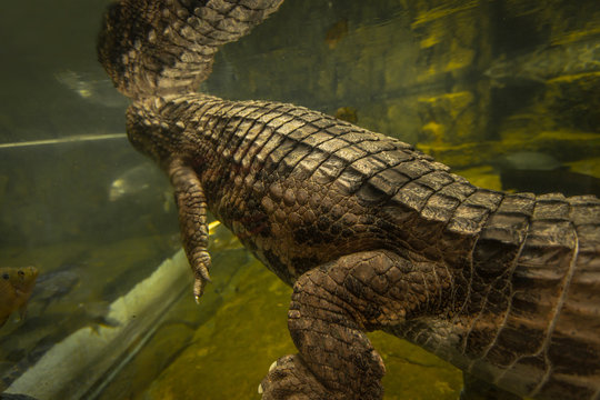 Close up of Underwater view of crocodile or alligator.